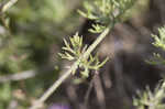 South American mock vervain